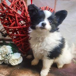 Percy - Black and white male Companion Cross puppy in Davenport, Washington from Lovely Ladies and Little Asses Miniature Equines (L3A Pomeranians & Papillons)