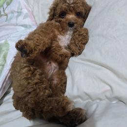 Male - Red male Cavapoo puppy in Washington from Mt.BakerPoodles&Doodles