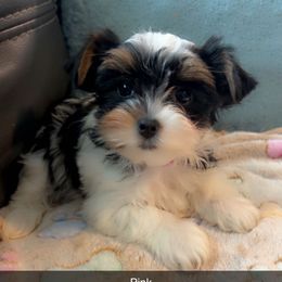Lilly - Parti female Yorkshire Terrier puppy in Ocala, Florida from Top Notch Pupz