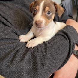 Rocky - Chocolate and white male Teddy Roosevelt Terrier puppy in Troy, Ohio from Wiggle Wags Miniature American Shepherds