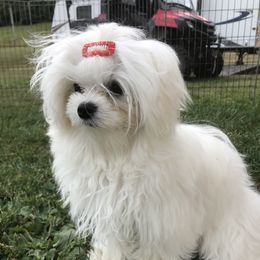 Khaleesie  - Maltese