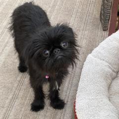 Violet - Brussels Griffon
