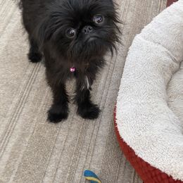Violet - Brussels Griffon