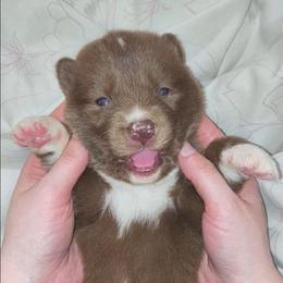Rebella - Red and white female Siberian Husky puppy in Richland, Mississippi from Feazell’s Siberian Huskies