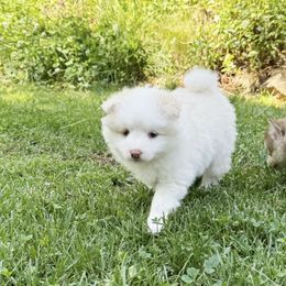 Marie Antionette - White female Pomsky puppy in Grass Valley, California from Karalot Pomskies