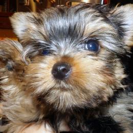 Male1-3379 - Blue and gold male Yorkshire Terrier puppy in Baraga, Michigan from Ojibwa Yorkies