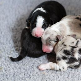 Australian Shepherd Puppies from Everly Australian Shepherds