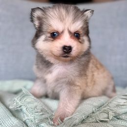 Reese's - Gray and white male Pomsky puppy in Mesa, Arizona from Platinum Pomskies