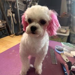 Pebbles - Maltese
