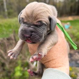 Brussels - Fawn male Great Dane puppy in Beulah, Michigan from Northwood Euro Danes and Bassets