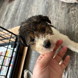 Clawhauser - White black and tan male Wire Fox Terrier puppy in Liberty, Kentucky from A day in the life of a wire fox terrier