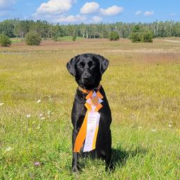Brooke - Labrador Retriever
