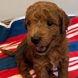 Franklin - male Whoodle puppy in Layton, Utah from Penny's Puppies