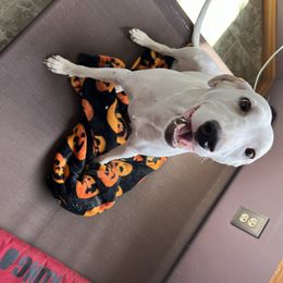 Dalmatian Puppies from Hallmark Dalmatians;