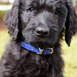 Goldendoodle Puppies from HeartSong Homestead