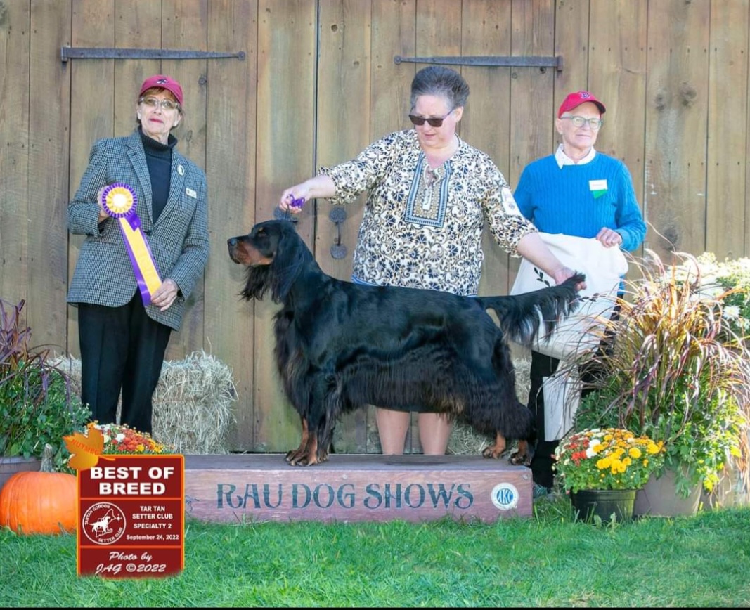 Gordon Setters from Ravenrose Gordon Setters
