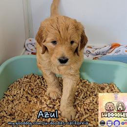 Azul - Cream male Goldendoodle puppy in Santa Cruz, California from Lu Doodles