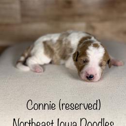Connie - Parti female Goldendoodle puppy in Cedar Falls, Iowa from Northeast Iowa Doodles