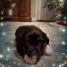 Noel - Black tri female Miniature Australian Shepherd puppy in Washington, Indiana from Southern Indiana Mini Aussies