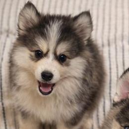 Sweetie - Black and white female Pomsky puppy in La Verne, California from Red Cedar Pomskies