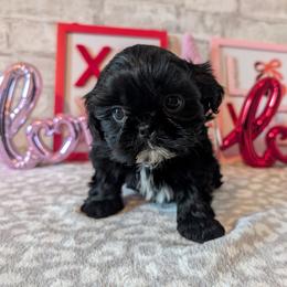 Felix - Black male Shih Tzu puppy in West Pawlet, Vermont from Morgan's Shih Tzus
