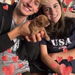 Girl1 - Apricot female Havapoo puppy in Hudson, Indiana from A&G Maltipoos