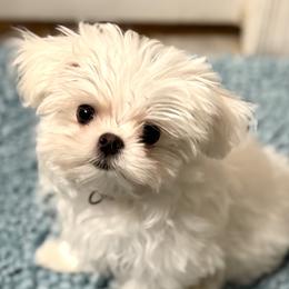 Tan Collar - White male Maltese puppy in Trinity, Alabama from Tina's Maltese