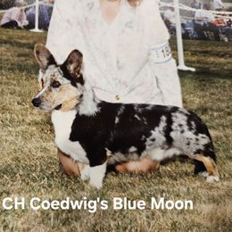 Blue - Cardigan Welsh Corgi