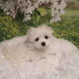 Daisy - White female Maltese puppy in North Myrtle Beach, South Carolina from Perfect Puppies