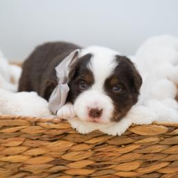 Latte - Red tri-color male Miniature American Shepherd puppy in Elmwood Park, Illinois from HuskiesAndGoldensWithFinesse