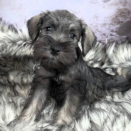 Oscar - Salt and pepper male Miniature Schnauzer puppy in Coarsegold, California from Halo Schnauzer