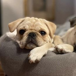 Pugs from Big Country Pugs