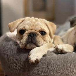 Pugs from Big Country Pugs
