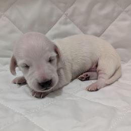 3 cream - Cream male Dachshund puppy in Central Point, Oregon from MRS Long Dog Ranch