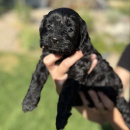 Stella - Black female Cavapoo puppy in Draper, Utah from Cavachon Love Chocolate Cavaliers, Cavaliers, Cavachon’s, Cavapoos