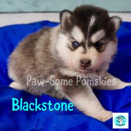 Blackstone - Silver female Pomsky puppy in Krum, Texas from Paw-Some Pomskies