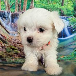 Claire - White female Maltipoo puppy in Chariton, Iowa from Mia Lucky Home