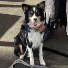 Coco - Black tri female Miniature Australian Shepherd puppy in Prunedale, California from 4MLA STABLES