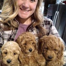 Cockapoo Puppies from Ouachita River Cockapoos