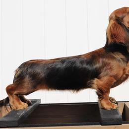 Dachshund Puppies from EntityDachs