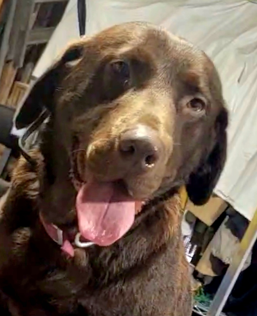 Bella - Labrador Retriever