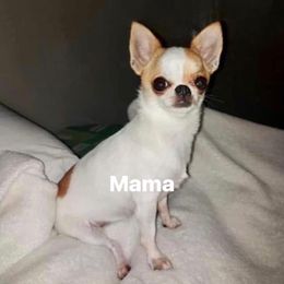 Baby - Chihuahua