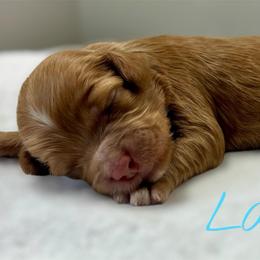 Lady - Red female Cockapoo puppy in Mocksville, North Carolina from Little Bear Doodles