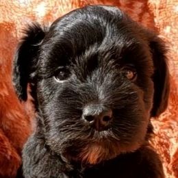 Southerbee - Black male Miniature Schnauzer puppy in Russell, Kentucky from Marjorie's Simply Schnauzer