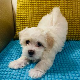 Girl K 5 - White female Maltipoo puppy in Las Vegas, Nevada from Maltipoo_vegas