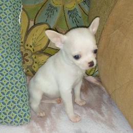 Chihuahua Puppies from Chilove Chihuahuas