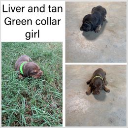 Girl 1 - Liver and tan female Bloodhound puppy in Tahlequah, Oklahoma from HNH Hounds