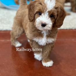 Woody - Apricot male Goldendoodle puppy in Milford, Indiana from Railway Acres Kennel