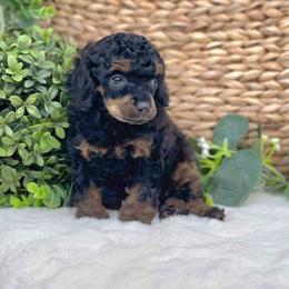 Bernedoodle, Cavapoo, Cockapoo, Goldendoodle, Havapoo, and Poodle Puppies from Farquharson's Poodles&Doodles