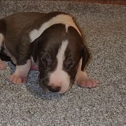 Kingston - Chocolate and white male Great Dane puppy in Walker, Louisiana from La Rebel Danes